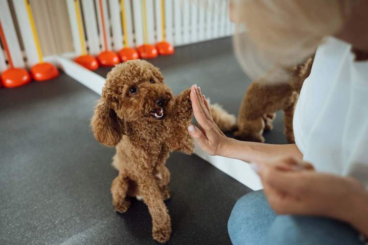 Apprentissage canin Trois-Rivières