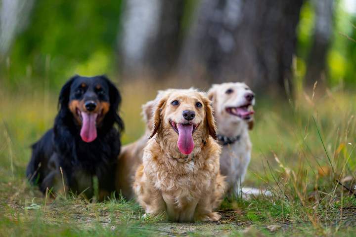 Atelier dressage chiens Trois-Rivières