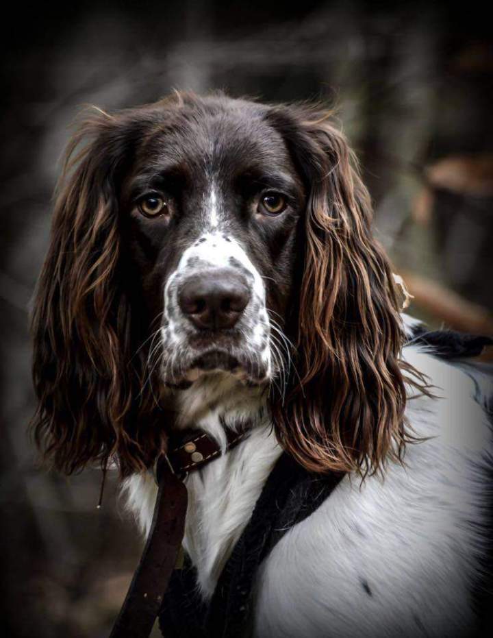 Cours de psycho chiens Trois-Rivières