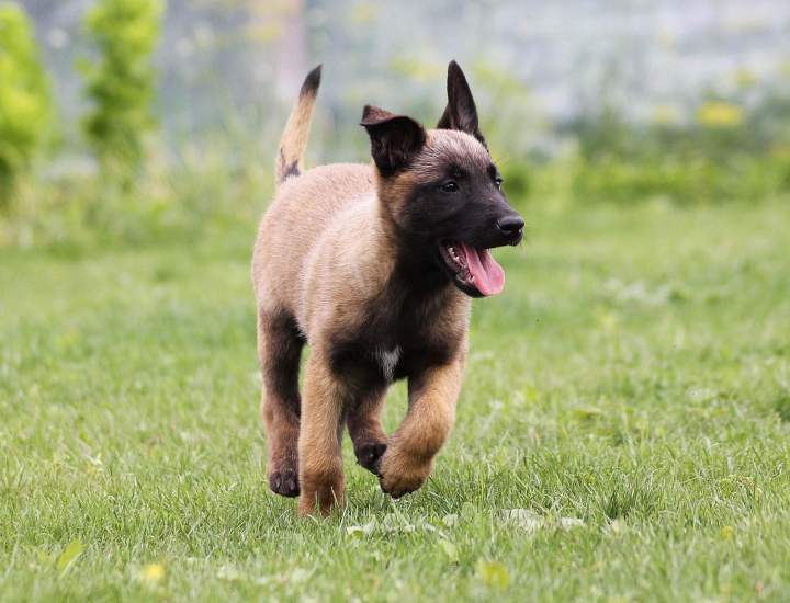 Chien épanoui et bien éduqué Trois-Rivières