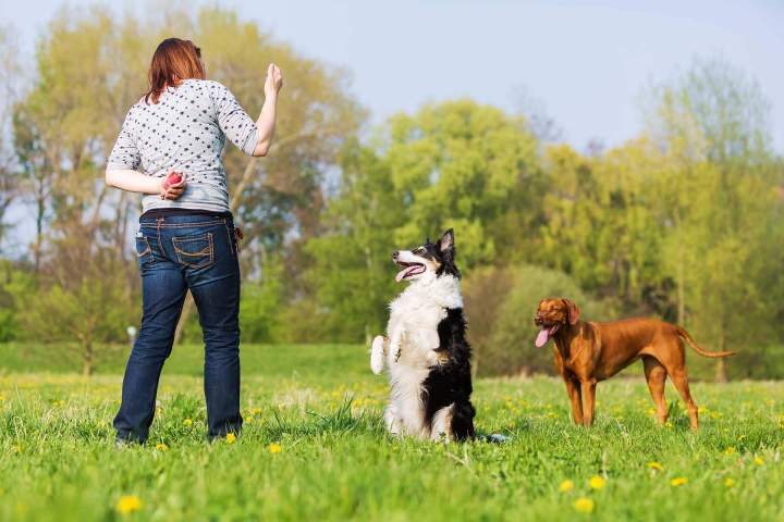 Etude comportement chiens Trois Rivières