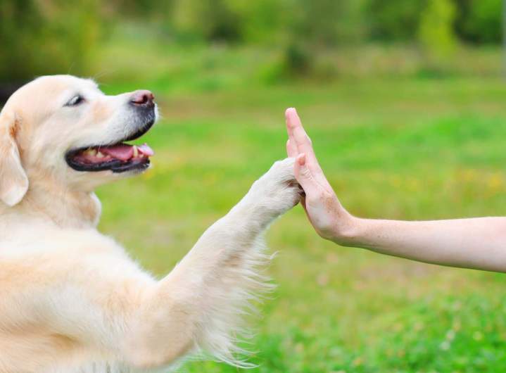 Analyse psychologique du chien