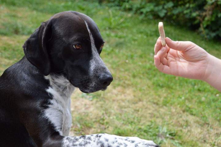 Dressage de chien, Gentilly