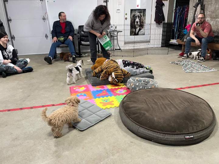 Séance éducation canine Trois-Rivières